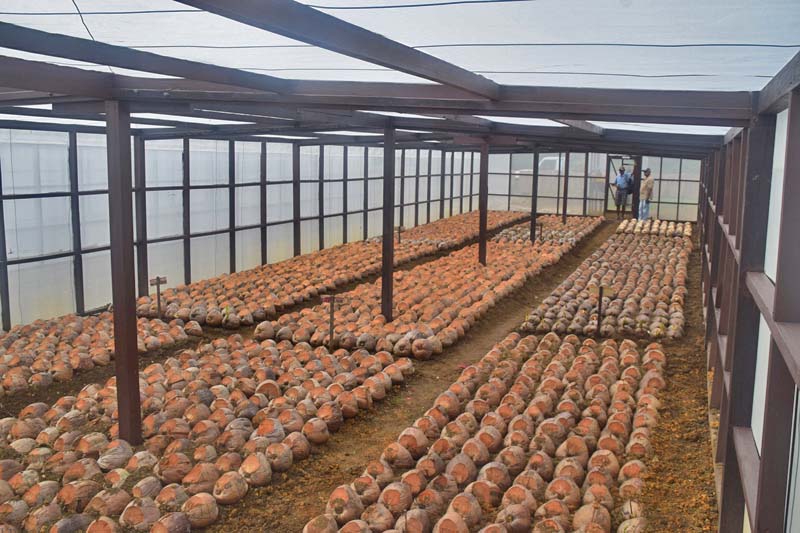 Southern Region Coconut Seedlings collection