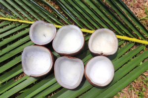 Proper heating and drying are important to producing quality ‘white copra’.
