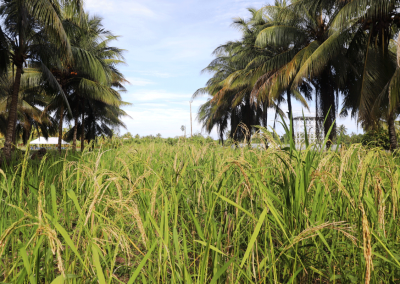 Agronomy-Rice-&-Coconut--Kokonas-Indastri-Koporesen