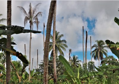Bogia Coconut Syndrome affecting Coconut Palms in in Madang Province