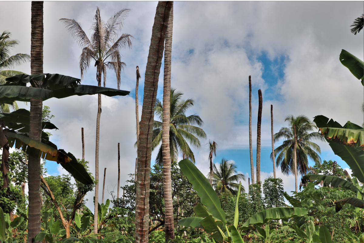 Bogia Coconut Syndrome affecting Coconut Palms in in Madang Province Bogia Coconut Syndrome affecting Coconut Palms in in Madang Province